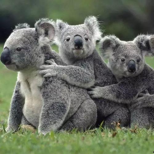 娱乐吃瓜酱胆小的考拉,揭秘娱乐圈那些鲜为人知的幕后故事